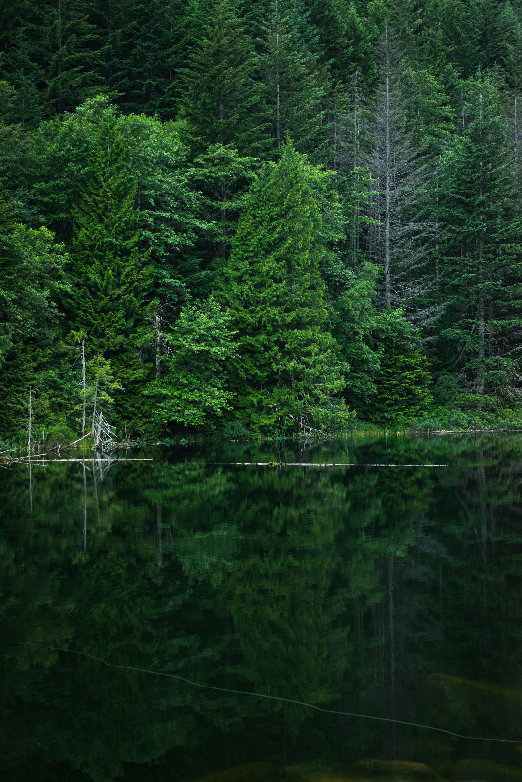 background forest